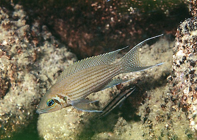 Neolamprologus olivaceous 'Cape Tembwe'